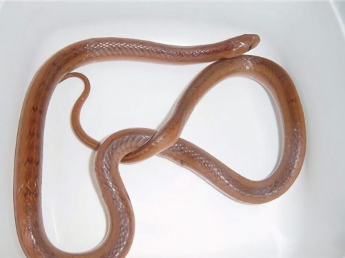 台湾小头蛇身份信息