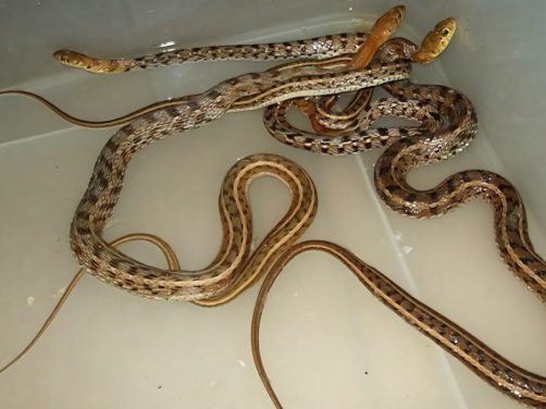 草腹链蛇身份信息