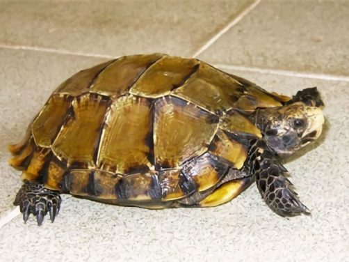 凹甲陆龟身份信息