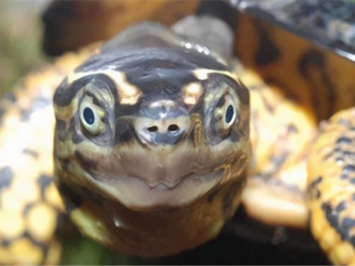 哥伦比亚木纹龟身份信息