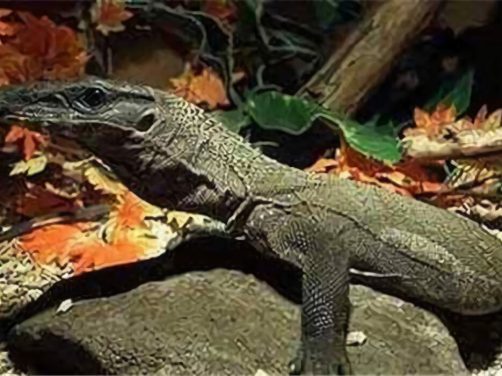 粗脖巨蜥身份信息