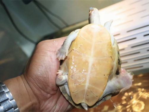 史密斯棱背龟身份信息