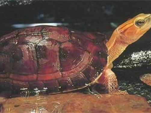 百色闭壳龟身份信息