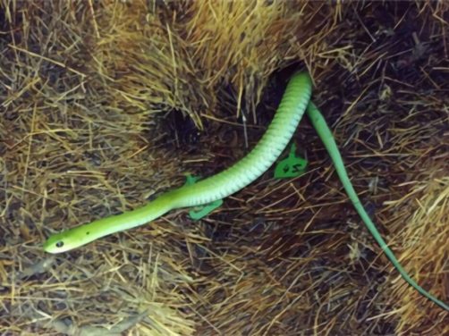 非洲树蛇身份信息