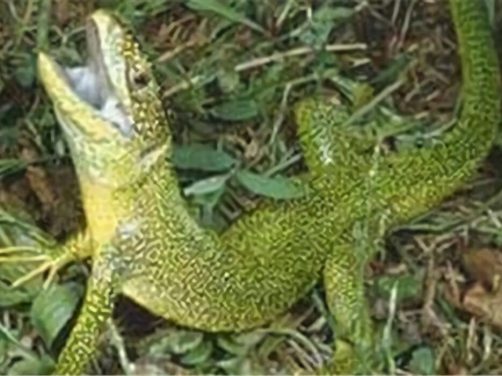 翠绿蜥身份信息