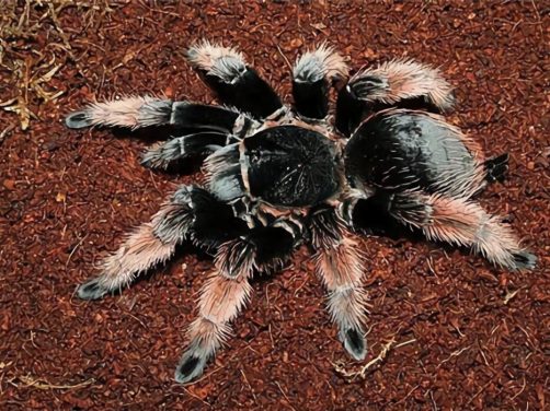 墨西哥火膝头身份信息