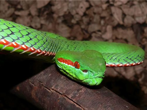 冈氏竹叶青身份信息