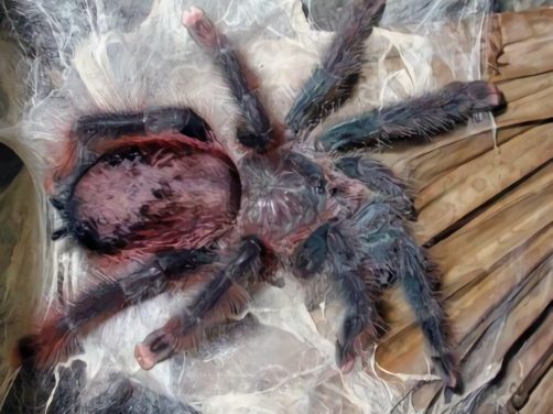 巴西粉红趾身份信息