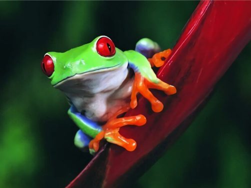 红眼树蛙身份信息