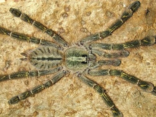 石板红华丽雨林身份信息