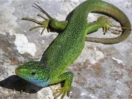 翡翠蜥身份信息