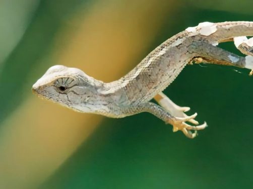 变色树蜥身份信息