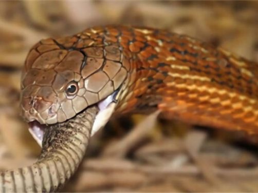 黑曼巴蛇身份信息