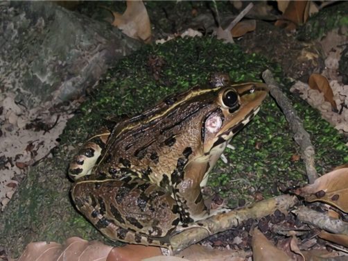 虎纹蛙身份信息