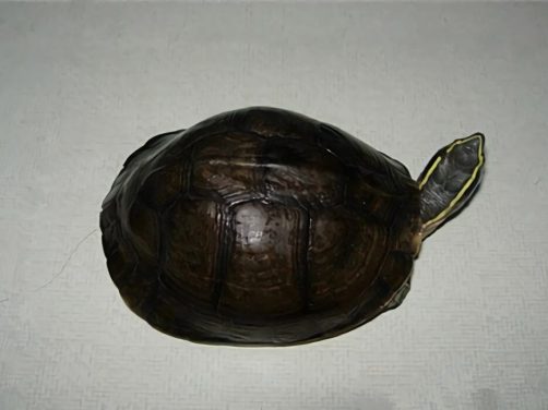 安布闭壳龟身份信息