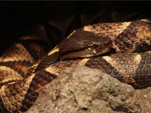 尖吻蝮身份信息