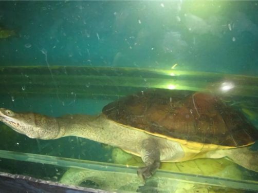 长身蛇颈龟身份信息