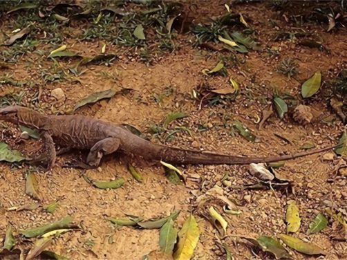 黄巨蜥身份信息