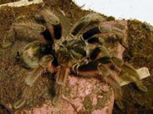 巴西啡黄身份信息