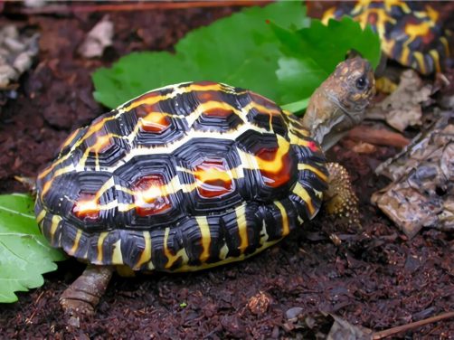 扁尾陆龟身份信息