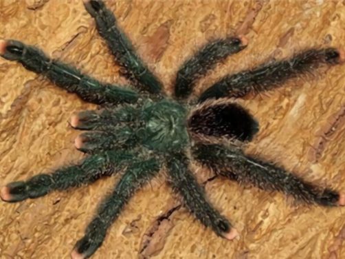 千里达老虎尾身份信息