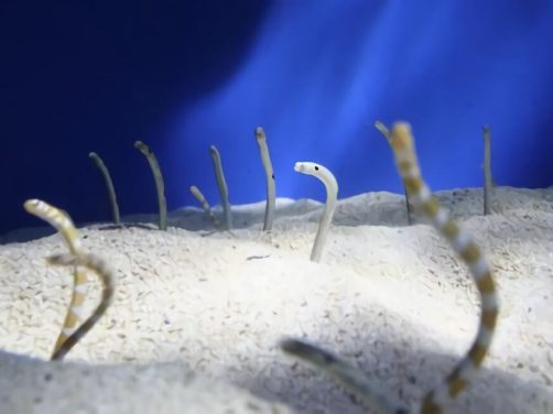 贝尔彻海蛇身份信息