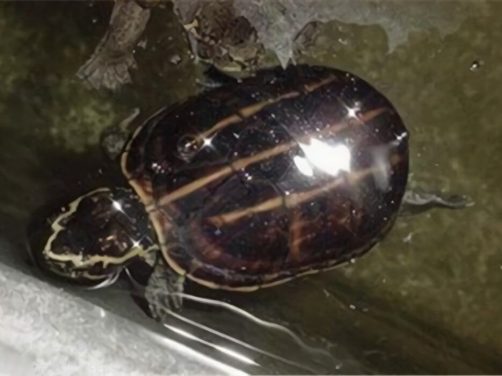 果核泥龟身份信息