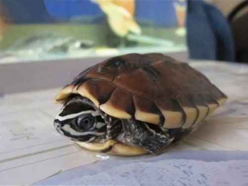 马来食螺龟身份信息