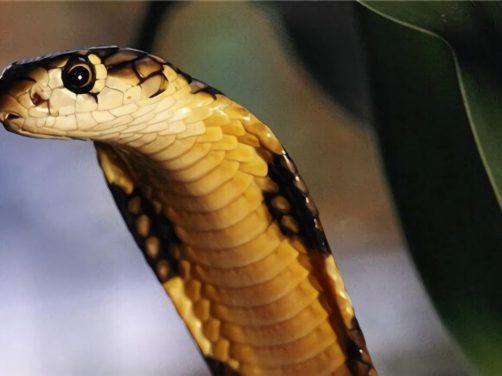 森林眼镜蛇身份信息