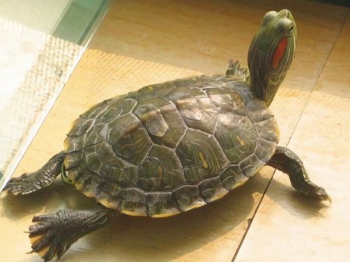 巴西红耳龟身份信息