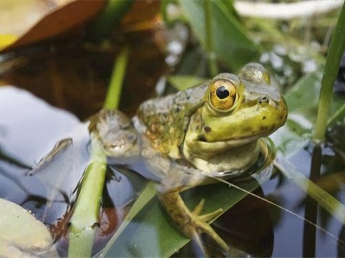 青铜蛙身份信息