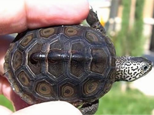 北部钻纹龟身份信息