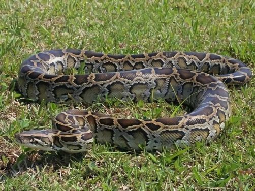 缅甸蟒身份信息