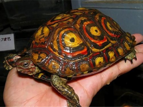 哥斯达黎加木纹龟身份信息