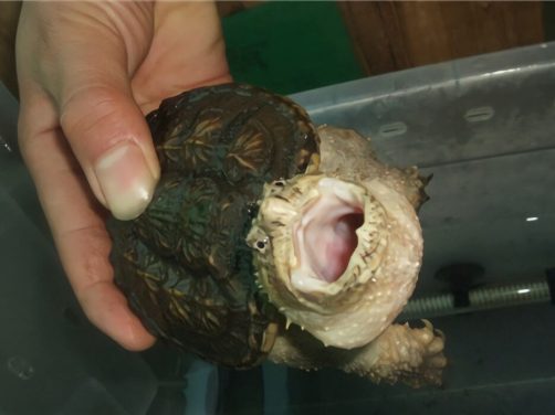 佛州拟鳄龟身份信息