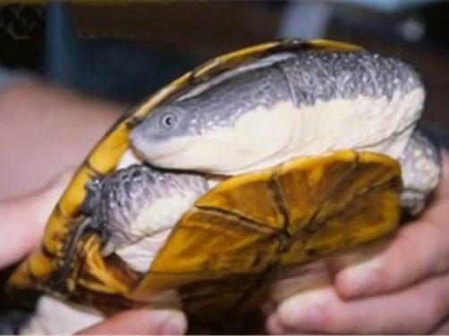 巨头蛇颈龟身份信息