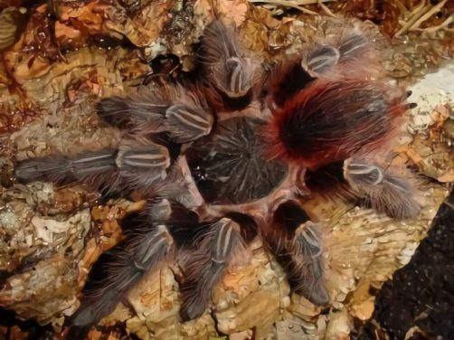 玻利维亚红尾身份信息