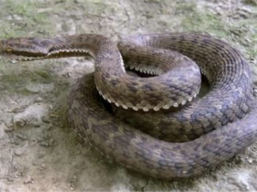 高原蝮身份信息