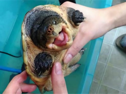 巨型麝香龟身份信息