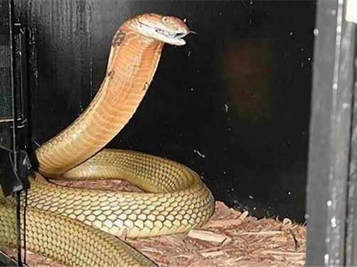 帝皇眼镜蛇王身份信息