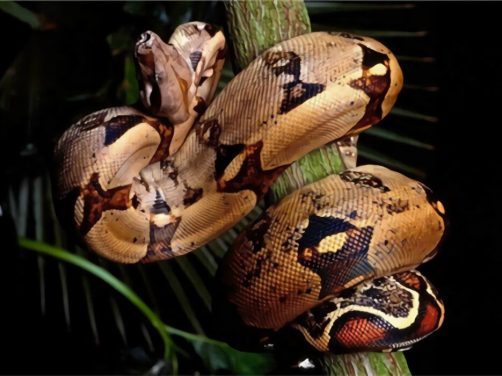 红尾蚺身份信息