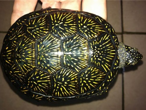 欧洲泽龟身份信息