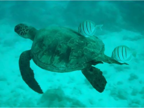 绿海龟身份信息