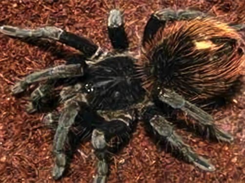 哥伦比亚黑巨人身份信息