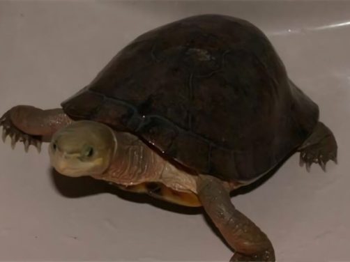 周氏闭壳龟身份信息