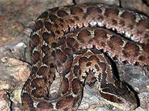 短尾腹身份信息