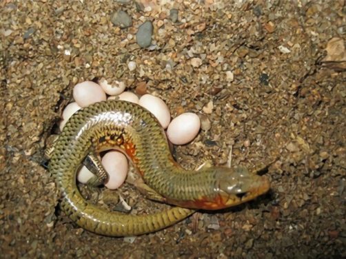 中华石龙子身份信息