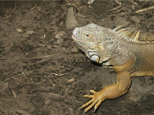 沙漠巨蜥身份信息