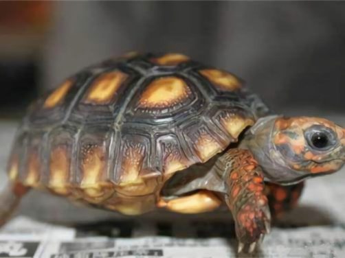 红腿陆龟身份信息