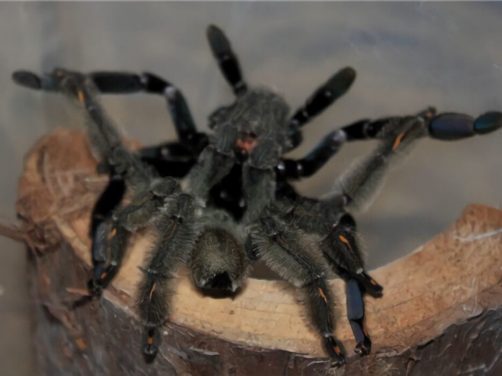 委内瑞拉太阳虎身份信息